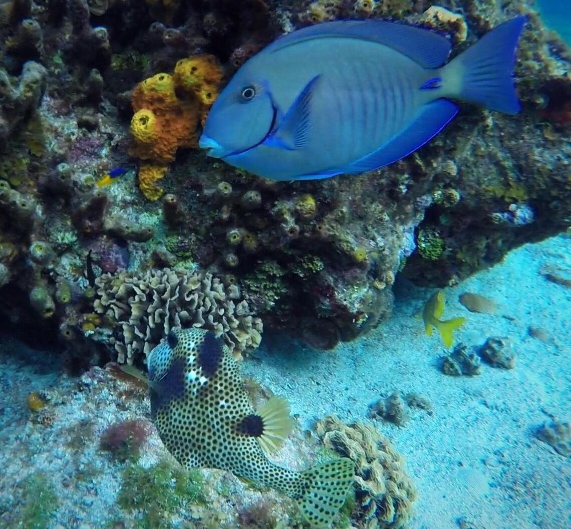 Condumel Leilighet Cozumel Eksteriør bilde